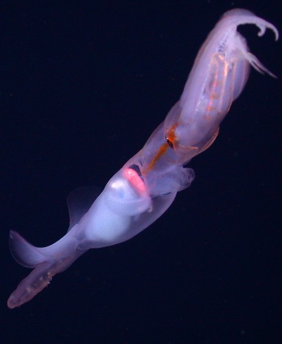 Noodle-Armed Deep-sea Squid Mystery Solved