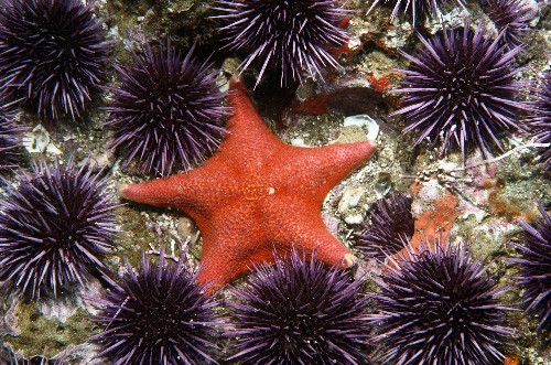 Why Are Millions of Starfish 'Melting'?