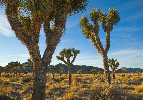 Iconic Joshua trees may disappear—but scientists are fighting back
