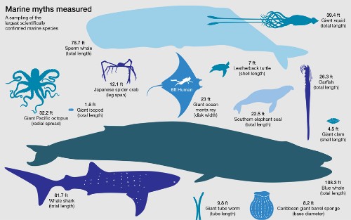 How Big Are The Biggest Squid, Whales, Sharks, Jellyfish?