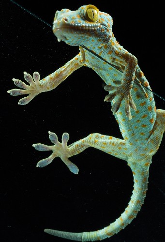 Watery Gecko Grip Could Lead to Stickier Tape