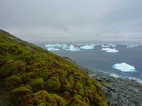 Fast-Growing Moss Is Turning Antarctica Green