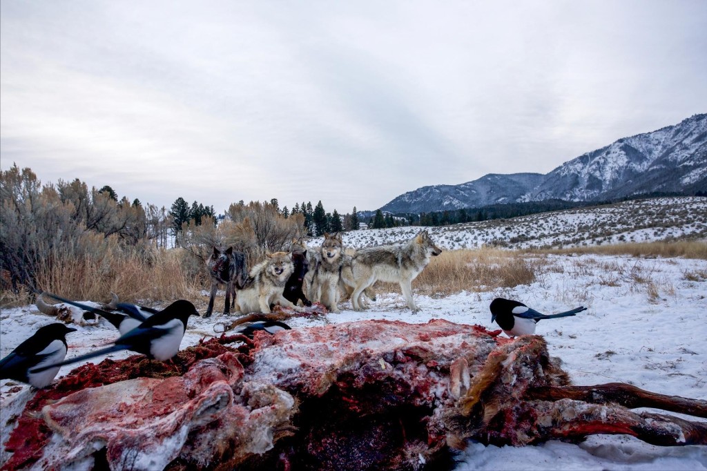 5 good news stories for wildlife and the environment in 2020