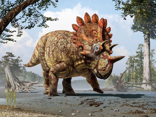 Newly-Named Horned Dinosaur was a Copycat