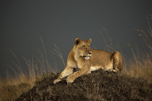 Opinion: Imagining a World Without Lions