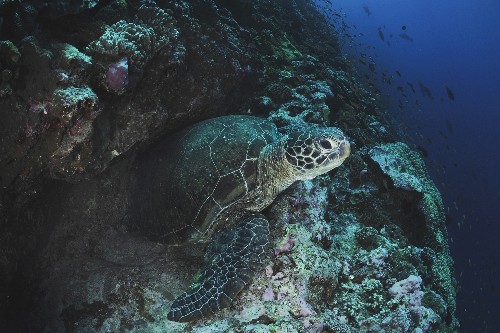 Climate Change Will Test Turtles’ Mettle