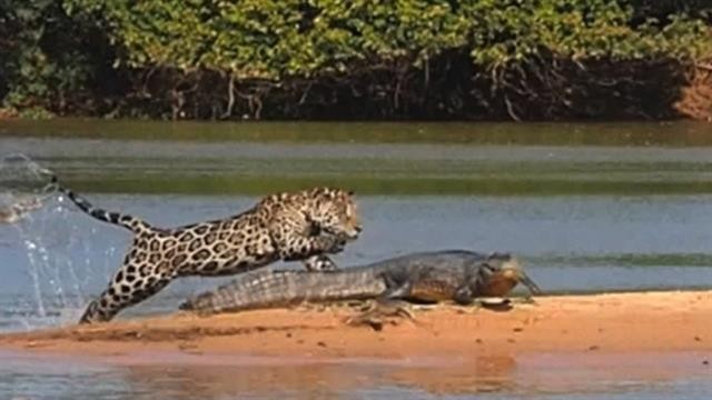 Only Known Jaguar in U.S. Filmed in Rare Video