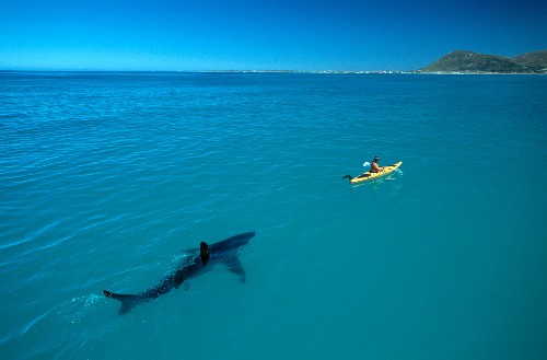 How the Ultimate Shark Photo Went Viral