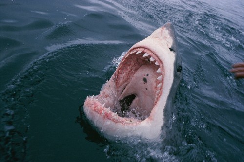 'Alien'-Like Sharks With Extendable Jaws Pulled From Deep Sea