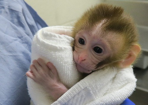 First primate born using frozen testicle technique