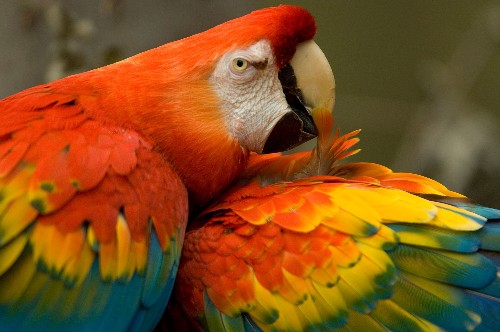 Early Native Americans Imported Exotic Parrots, DNA Reveals