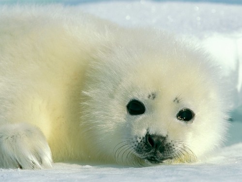 Baby Animals