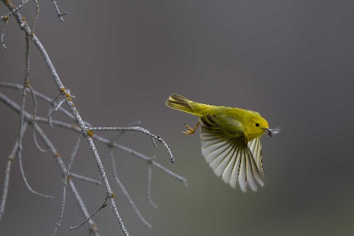 National Geographic's Favorite Bird Pictures