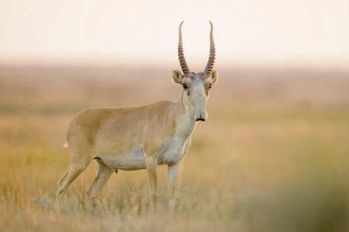 For World's Oddest-Looking Antelope, Signs of a Comeback