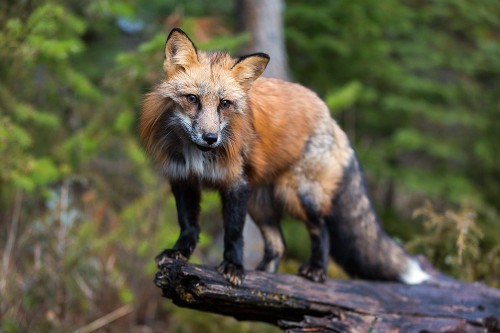 Best of Montana in Spring: Nature and Wildlife