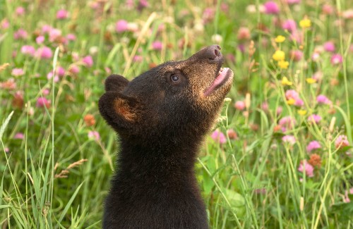 How Drones Are Affecting Wildlife in Surprising Ways