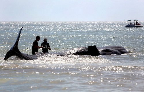 How Scientists Rescue Stranded Whales Like Those in the Everglades