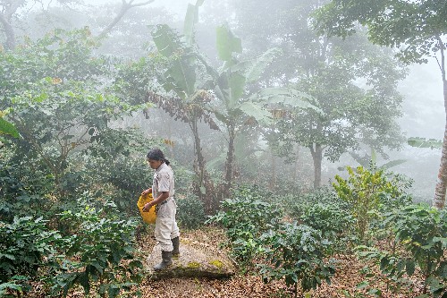Sip Your Way Through Colombia’s Coffee Towns