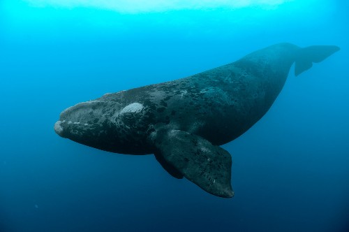 In Unprecedented Loss, Endangered Whales Die of Mysterious Cause