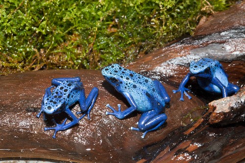 Now We Know Why Poison Frogs Don't Poison Themselves