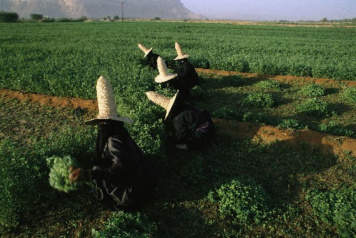 The Brown Revolution: Why Healthy Soil Means Healthy People