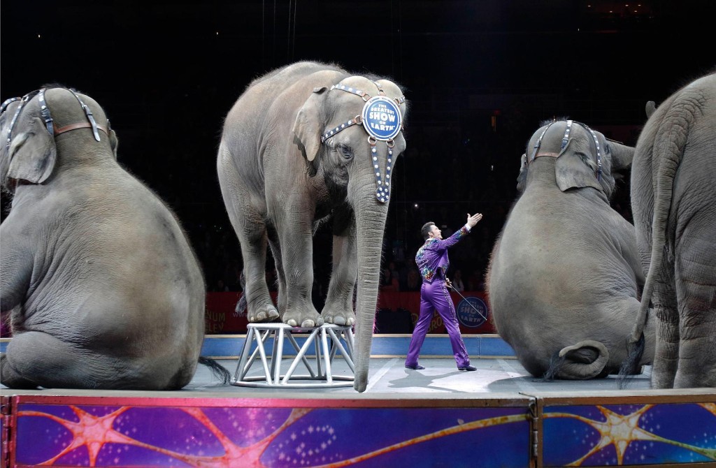Ringling’s retired circus elephants to move to conservation center