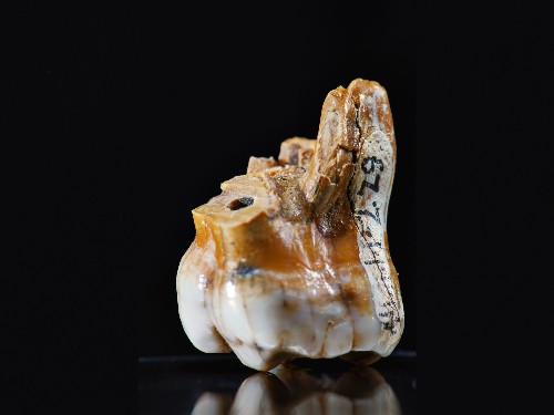 DNA Reveals Mysterious Human Cousin With Huge Teeth
