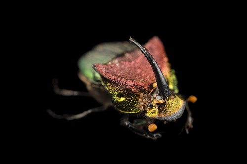 Weird and Fascinating Ways Animals Use Poop