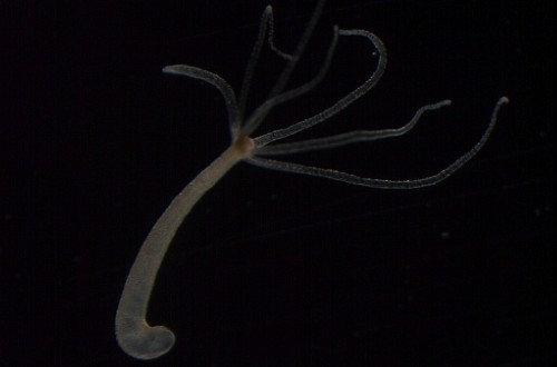 Why Do We Age? A 46-Species Comparison