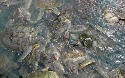 This Turtle Tourist Center Also Raises Endangered Turtles for Meat
