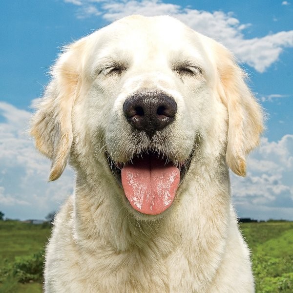 How Dogs Laugh With You, Not At You