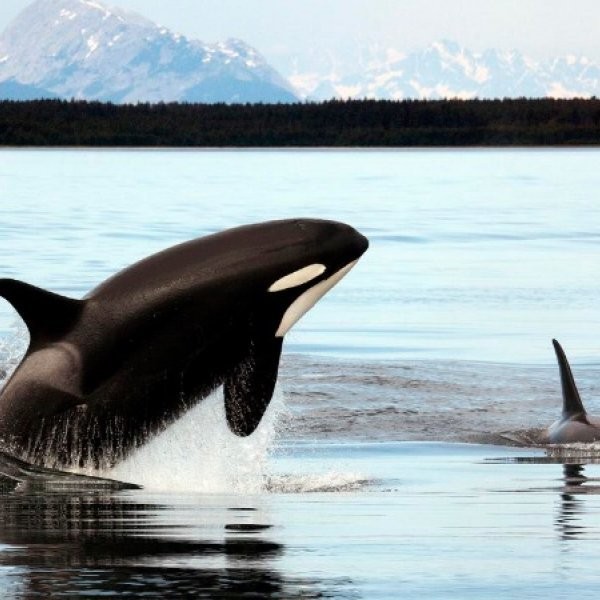 Biologist Guilty of Feeding Wild Orcas