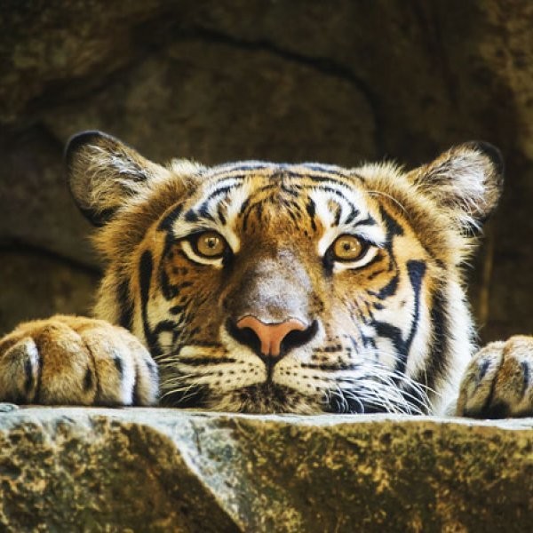 2 Tigers Granted Asylum