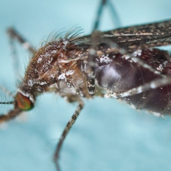 The Field Guide to Natural Insect Repellents