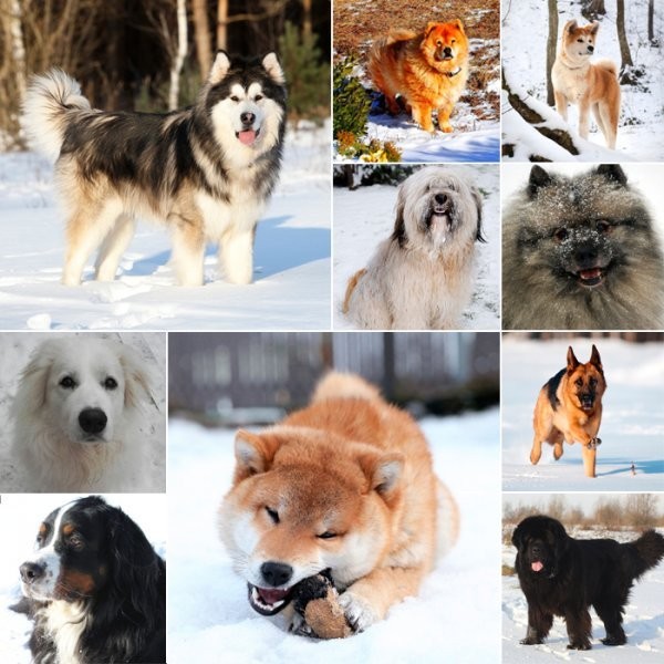 The 20 Best Cold-Weather Dog Breeds