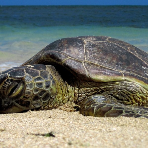 Where Can I Volunteer with Sea Turtles?