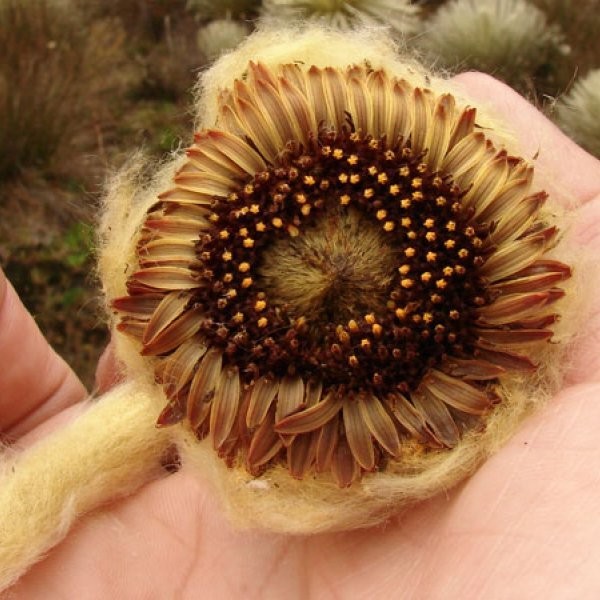 Hairy Daisy Discovered