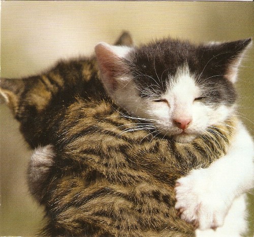 Sorry, Cat Haters, Science Isn't On Your Side