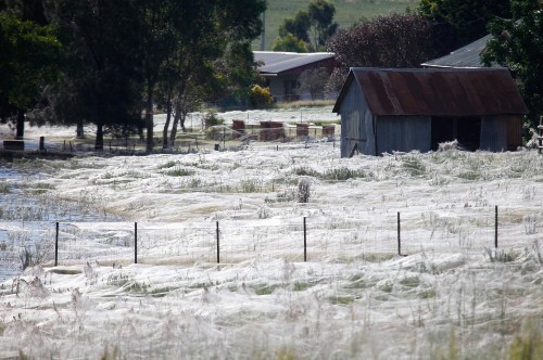 Hordes Of Spiders Are Raining Down On Australia Right Now
