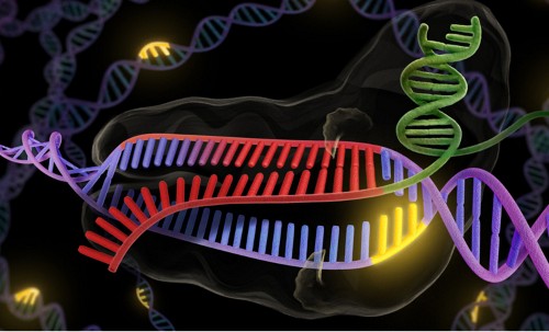 Improved Version Of CRISPR Gene Editing Tool Eliminates Errors