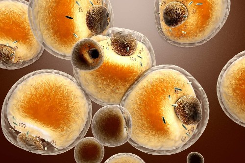 When you lose weight, your fat cells don't just let go of fat