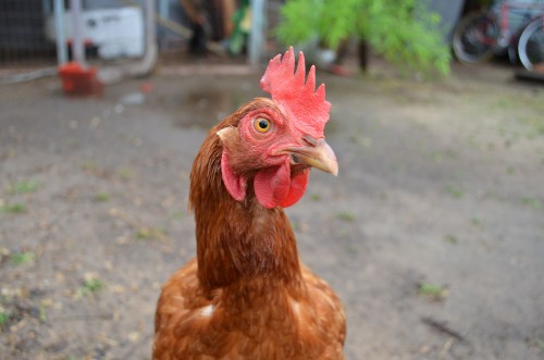 Will A Chicken That's Fed Lemons Taste Like Lemons?