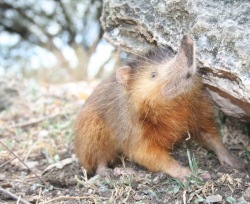 7 Amazing Living Fossils