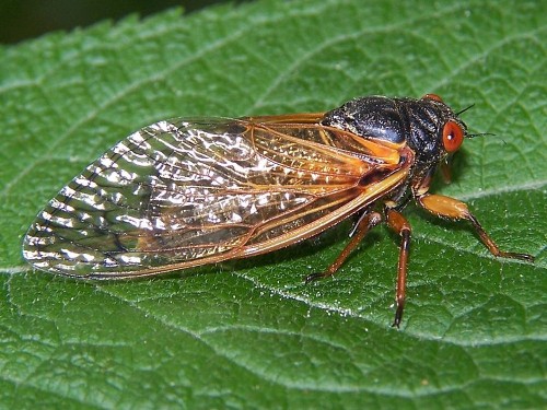 Radiolab Wants Your Help To Track The Once-Every-17-Year Cicada "Swarmageddon"