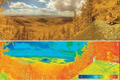 How To Turn Your Camera Into A Photosynthesis Detector