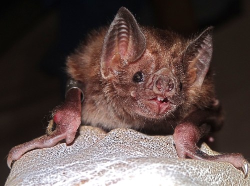Eeks of the Week: Killing Snakes Can Be A Good Thing, But Culling Bats Is Bad