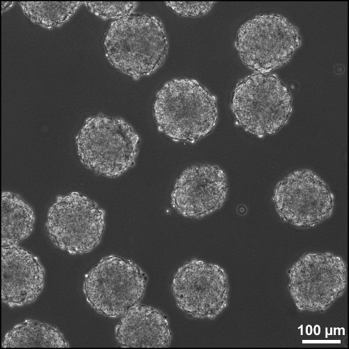 Scientists Are Allowed To Genetically Modify Human Embryos