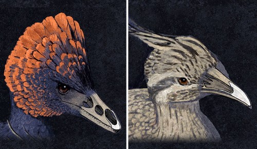 Scientists Have Created Chickens With Dinosaur Snouts