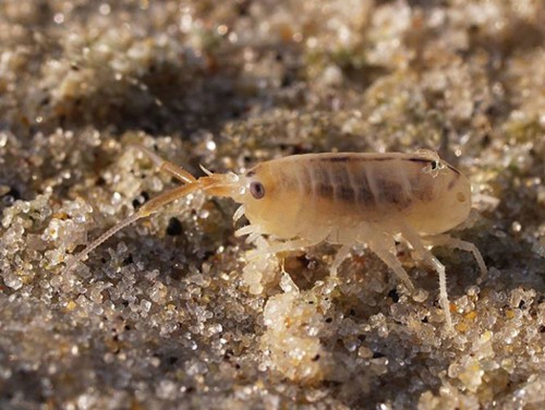 Prozac Alters Prawns' Behavior, Reproduction, Even Their Color