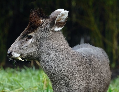 Mystery Animal: Who Is This Fanged Furface?